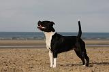 STAFFIE 267